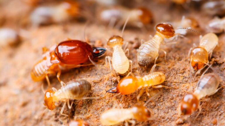 diag-habitat-termites-2